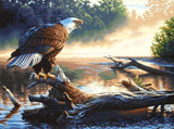 New Painting Kit  Eagle Home Decor - Animals Aso