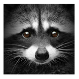 New Cute Raccoon Art Picture Decoration - Animals Aso